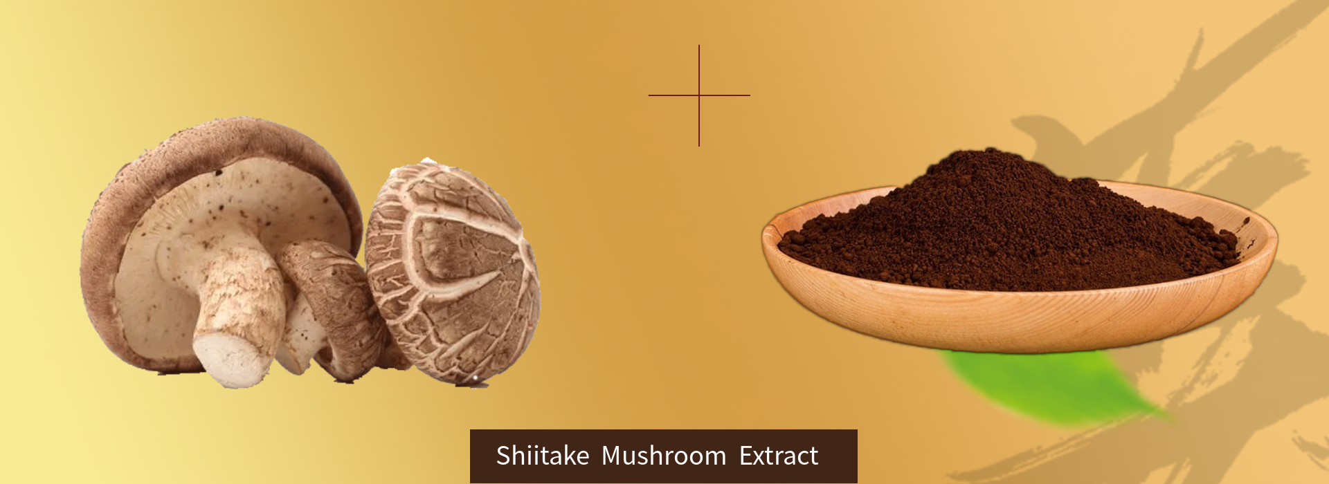 3.Shiitake Extract