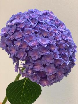 Purple Double Hydrangea Fresh Cut Flowers for wedding