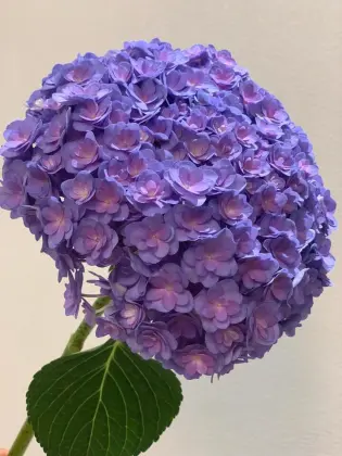 Purple Double Hydrangea Fresh Cut Flowers for wedding