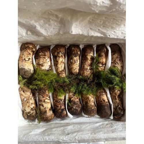 مجموعه قارچ لذیذ عمده فروشی Wild Fresh Matsutake