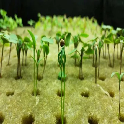 Hydroponics Rockwool Cube Tray Rockwool Grow Media