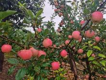 Bagged Jiguan apple