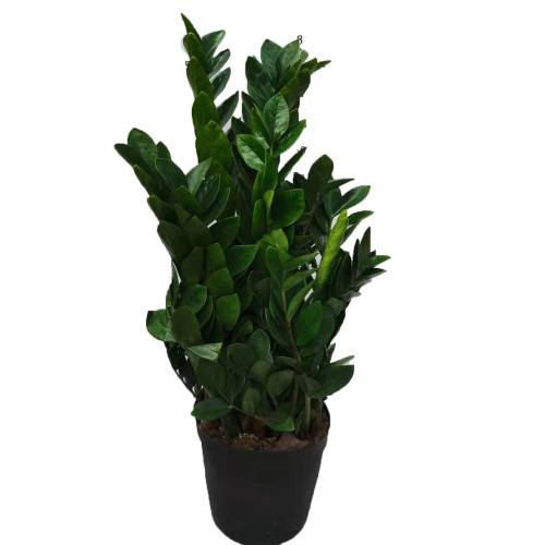 Zamioculcas zamiifolia 150# factory