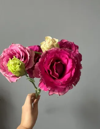 Fresh Cut Flower Burgundy Lisianthus Wholesale for Bouquet