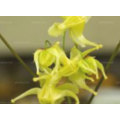Extracto de epimedium icaritina en polvo 98%