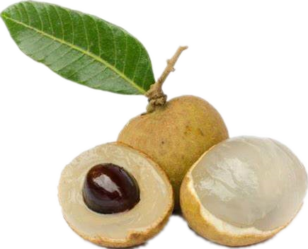 Natural Dried Dimocarpus Longan Extract
