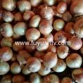 Wholesale New Crop gelbe Zwiebel