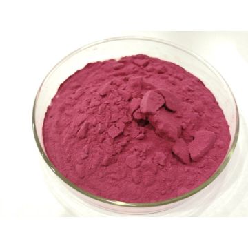 High Quality Black Elderberry Extract