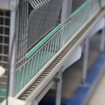 High-Quality Auger Feeding System for Poultry