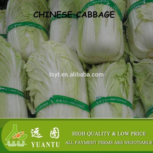 fresh chinese cabbage price ton