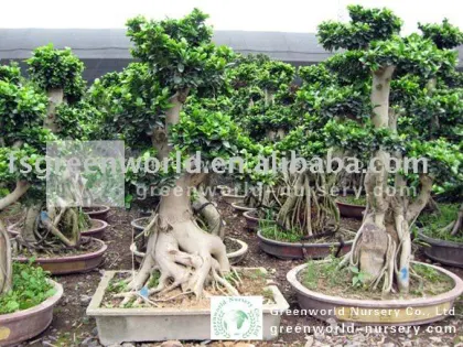 Ficus bonsai