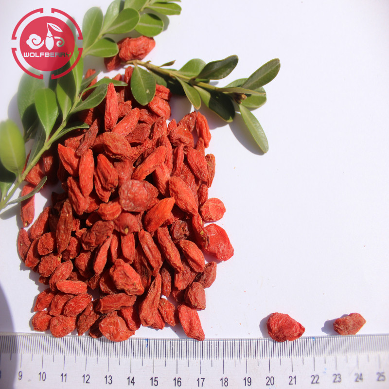 New Harvest GMP Factory Kilang racun perosak rendah Goji Berries