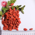 Nova colheita GMP fábrica baixa pesticida Goji bagas