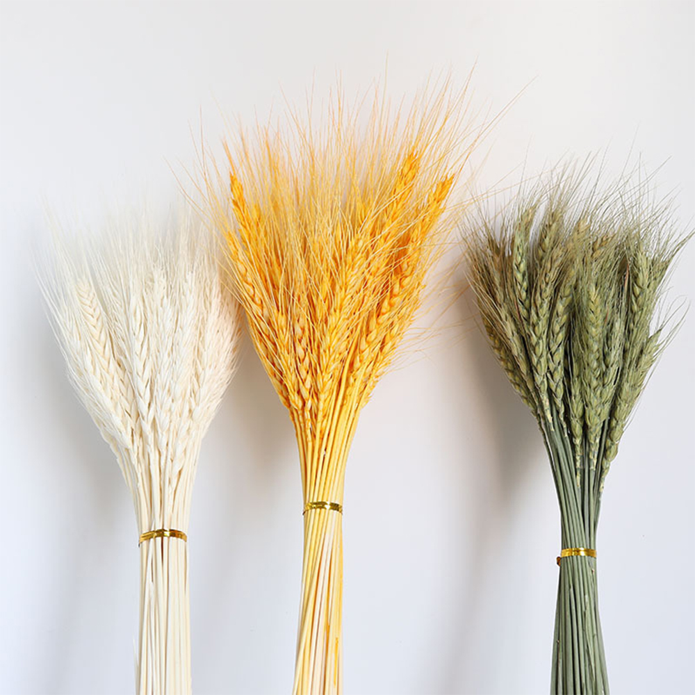 50Pcs Grain Wheat Ears Natural Dried Flowers Wheat Bedroom Living Room Decoration Bouquet Decoration Shooting Props