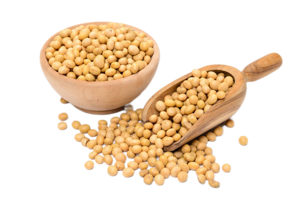 Soybean extract 