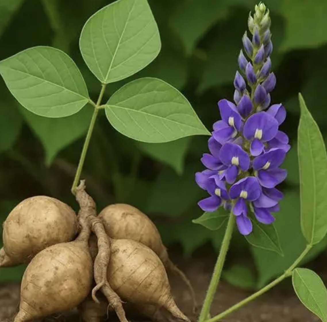 Pueraria Root Extract
