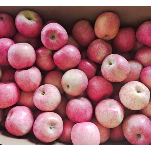 Chinese Top Quality Fuji Apples China Manufacturer