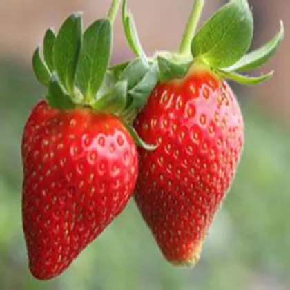 strawberry Price of Frozen strawberry