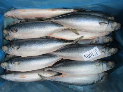 Jack Mackerel All Frozen Mackerel