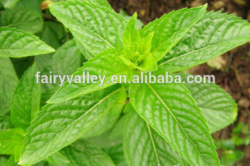 High Sprouting Rate Mint Seeds Mentha piperita Seeds For Planting