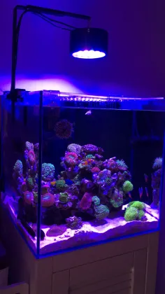 Phlizon Aquarium Lightings Full Spectrum Fan Cooling 2022