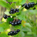 Konzentriertes schwarzes Chokeberry -Pulver für Rezepte Supplement