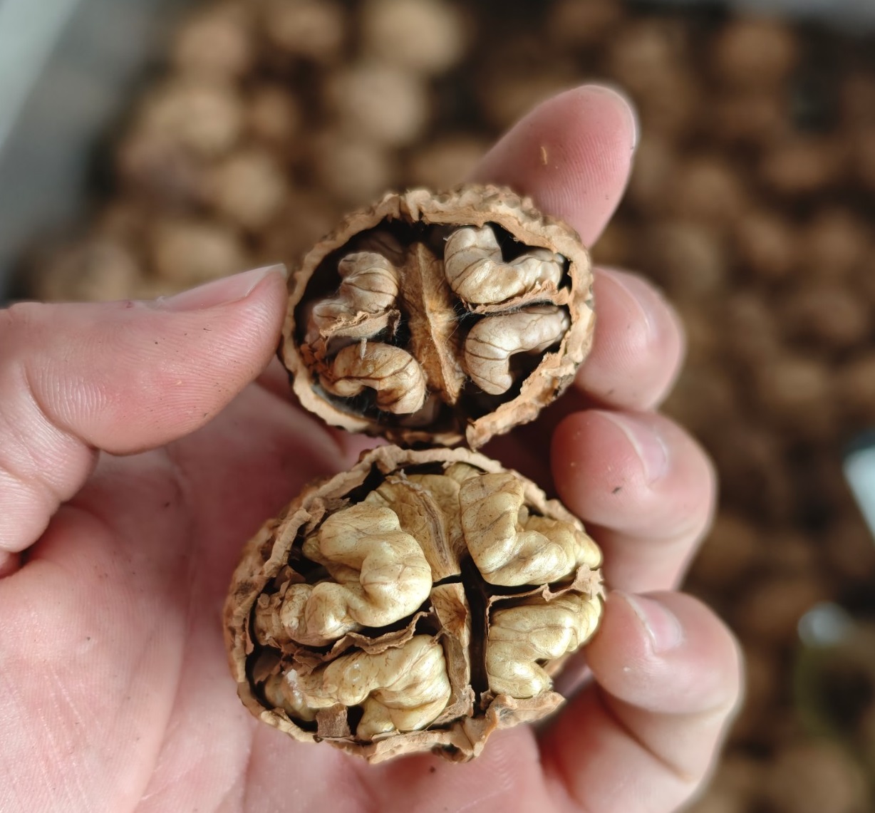 Walnut Kernels