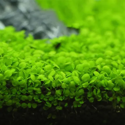 Quality Aquarium Real Aquatic Plants