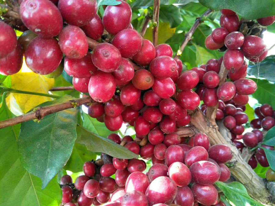 Green Coffee beans