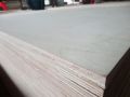 Berkualiti tinggi B / BB Gred Full Birch Plywood