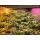 2020 Commercial 600w Full Spectrum Led Grow Light