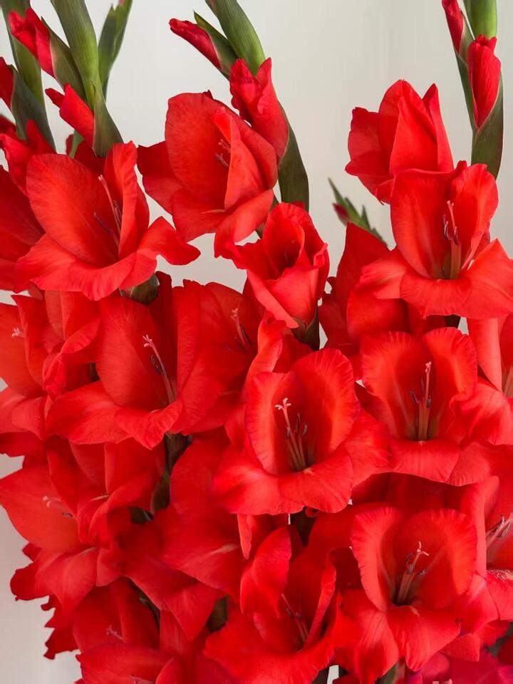 Red Gladiolus