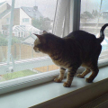 बिल्ली सबूत खिड़की स्क्रीन