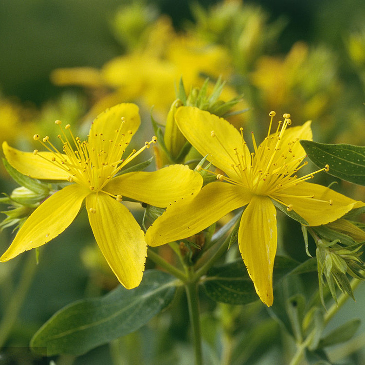 St John S Wort Extract 4