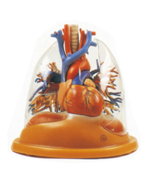 Transparent Lung, Trachea and Bronchial Tree with Heart