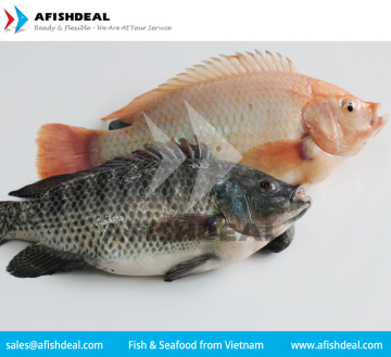 TILAPIA - RED TILAPIA - BLACK TILAPIA