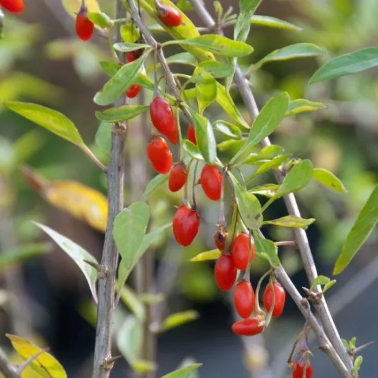 Ningxia healthy herb goji berry tea