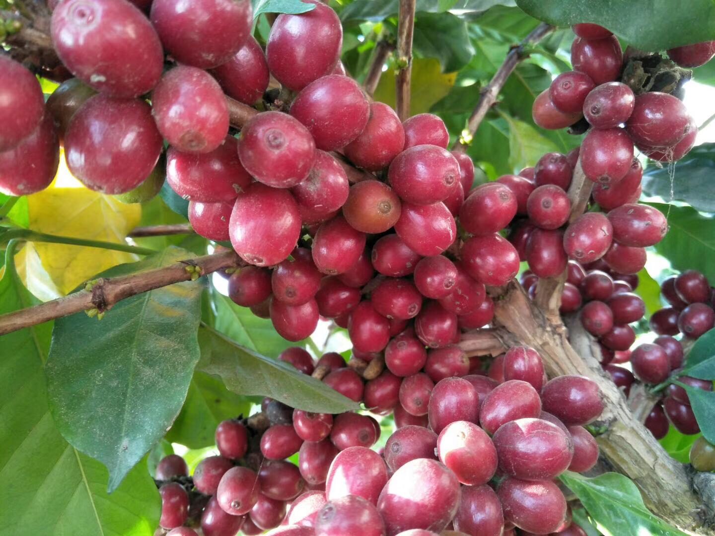 Geroosterde Arabica koffieboon