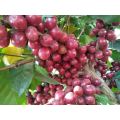 Groene koffieboon extract 50% chlorogene zuren