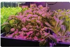 زارع الخضروات من نوع الخزانة العمودية YD08GBC-B03-TK