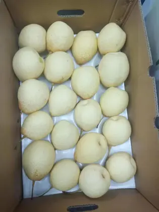 Fresh Chinese (ISO, HACCP, GLOBALGAP) Ya/Asia/Huang Guan Pear