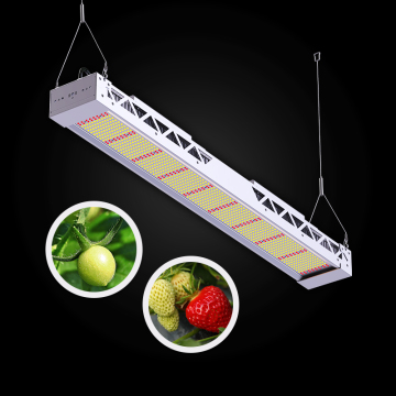 Luci di coltivazione a LED a spettro completo da 600 W per l'agricoltura verticale interna