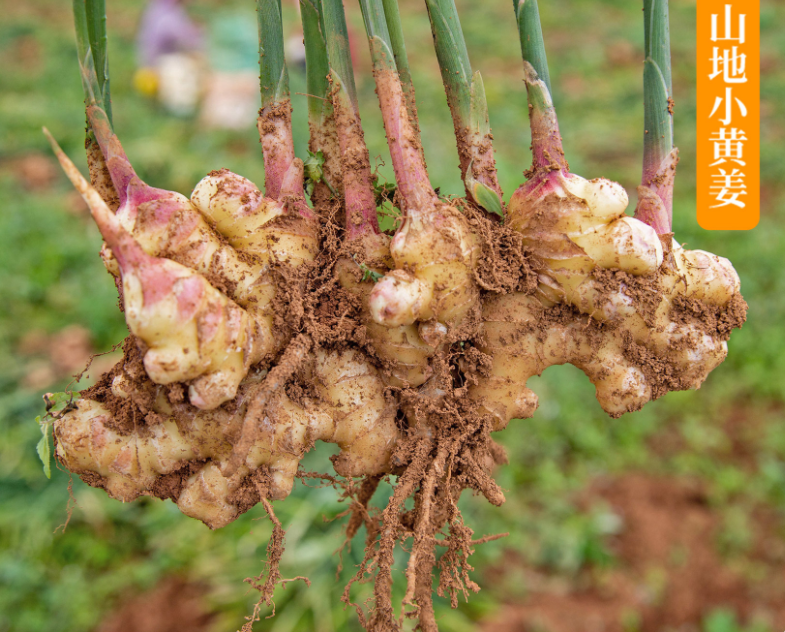 Świeży imbir 06211 Fresh ginger 06211