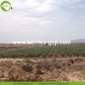 Factory Supply Natural Nutrition Dry Fruit Goji Berries