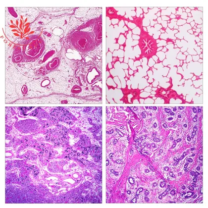 Pathological Slides Set for Higher Education - FRT2002