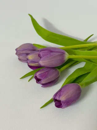 Fresh cut purple tulip