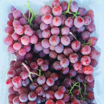 Red Grape Globel Sweet