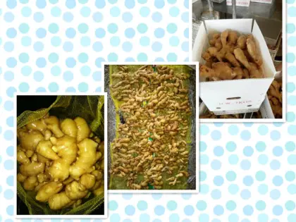 Wholesale organic fresh ginger