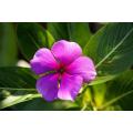 Catharanthus Roseus Extrakt Vincamin 99% Pulver