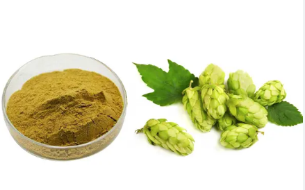 mature hops extract